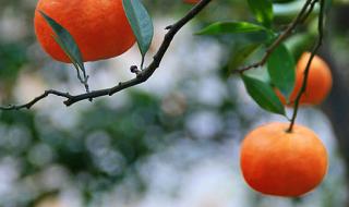 橘子红了主题曲原唱是谁 橘子红了主题曲