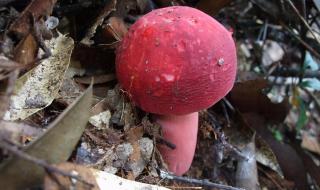 一斤不足打一字 一斤不足打一字