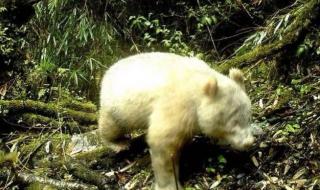 白色大熊猫影像公开 白色大熊猫影像公开