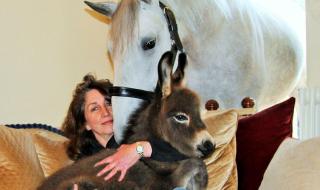 创造与魔法白马几率 创造与魔法英俊白马