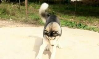 乌龟四肢无力 乌龟四肢无力