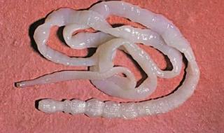 体型最大的羊品种排行榜 中国羊品种大全