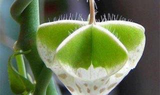 七七情人节几天 7月7情人节